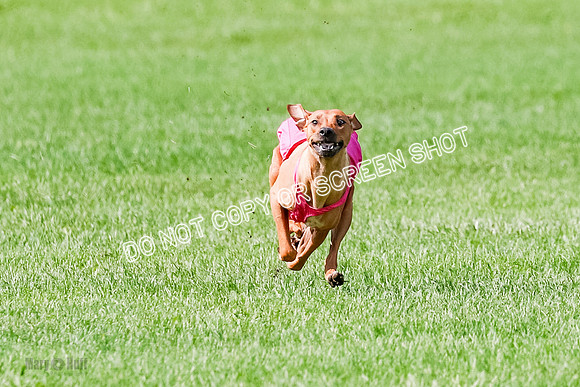 Rhodesian Ridgeback Prelim, Kya Eve Iris-0858