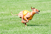 Rhodesian Ridgeback Prelim, Kya Eve Iris-0859