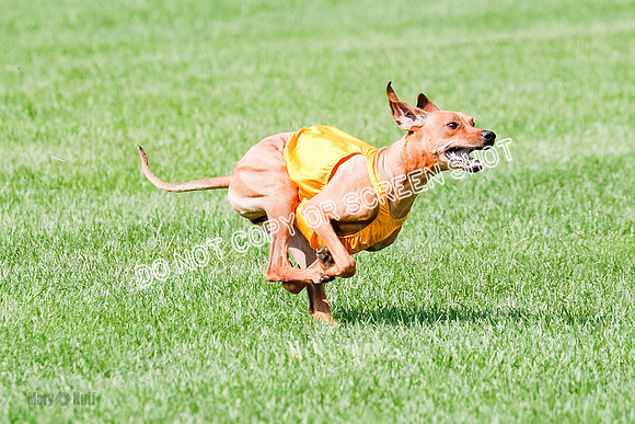 Rhodesian Ridgeback Prelim, Kya Eve Iris-0859
