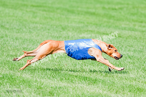 Rhodesian Ridgeback Prelim, Kya Eve Iris-0865