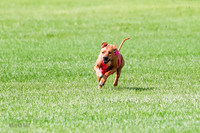 Rhodesian Ridgeback Prelim, Kya Eve Iris-0849