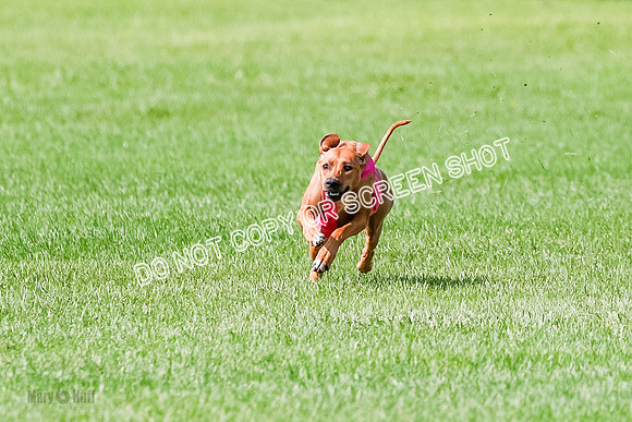 Rhodesian Ridgeback Prelim, Kya Eve Iris-0849