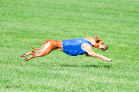 Rhodesian Ridgeback Prelim, Kya Eve Iris-0870