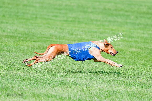 Rhodesian Ridgeback Prelim, Kya Eve Iris-0870