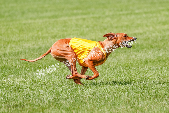 Rhodesian Ridgeback Prelim, Libby-0899