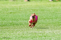 Rhodesian Ridgeback Prelim, Kya Eve Iris-0848