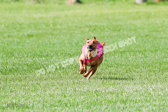 Rhodesian Ridgeback Prelim, Kya Eve Iris-0848