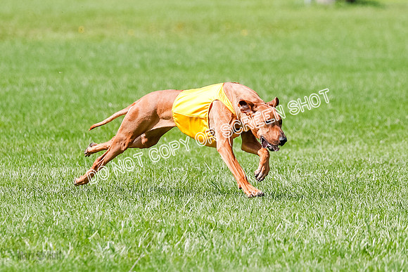 Rhodesian Ridgeback Prelim, Libby-0889