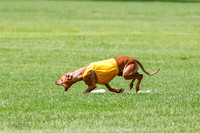 Rhodesian Ridgeback Prelim, Libby-0877