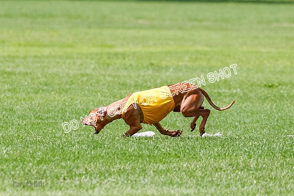 Rhodesian Ridgeback Prelim, Libby-0877