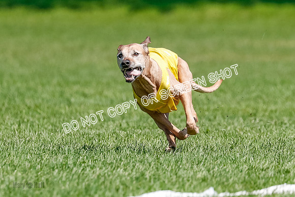 Rhodesian Ridgeback Final Daisy-1738