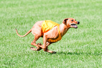 Rhodesian Ridgeback Prelim, Kya Eve Iris-0863