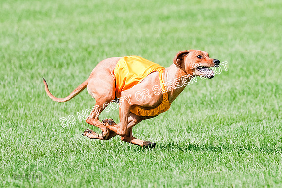 Rhodesian Ridgeback Prelim, Kya Eve Iris-0863