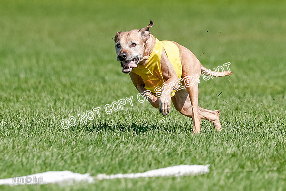 Rhodesian Ridgeback Final Daisy-1739