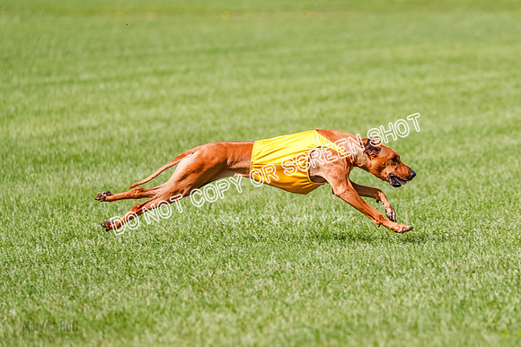Rhodesian Ridgeback Prelim, Libby-0901