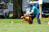 Rhodesian Ridgeback Prelim, Libby-0875