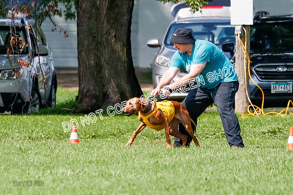 Rhodesian Ridgeback Prelim, Libby-0875
