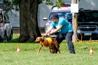 Rhodesian Ridgeback Prelim, Libby-0874