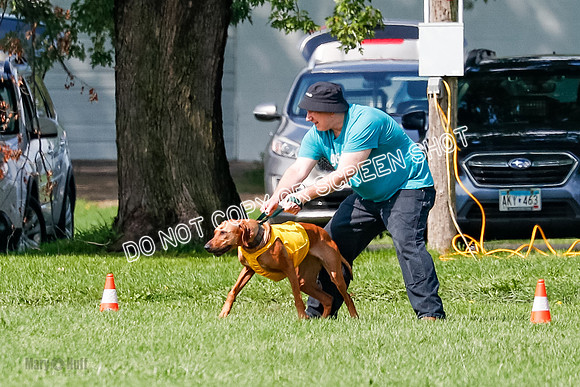 Rhodesian Ridgeback Prelim, Libby-0874