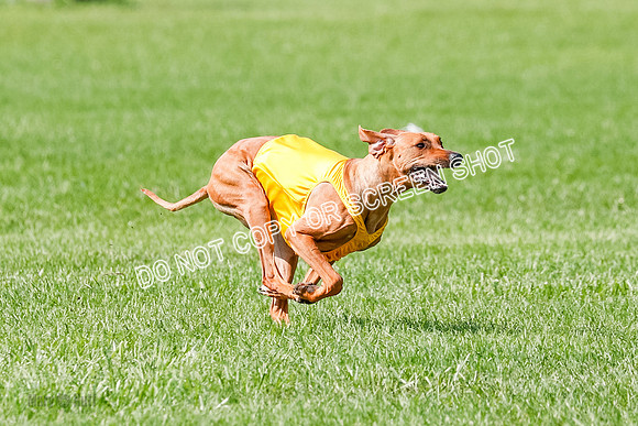 Rhodesian Ridgeback Prelim, Libby-0892