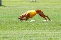Rhodesian Ridgeback Prelim, Libby-0879