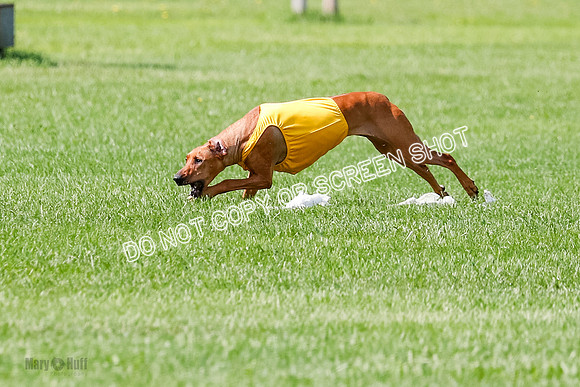 Rhodesian Ridgeback Prelim, Libby-0879