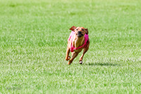 Rhodesian Ridgeback Prelim, Kya Eve Iris-0853
