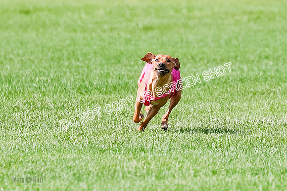 Rhodesian Ridgeback Prelim, Kya Eve Iris-0853