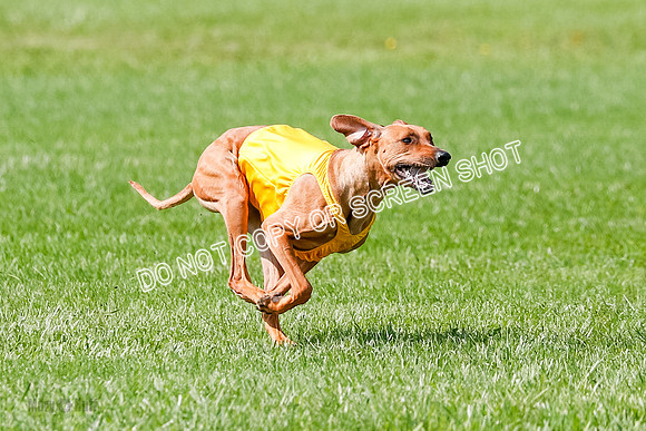 Rhodesian Ridgeback Prelim, Libby-0887