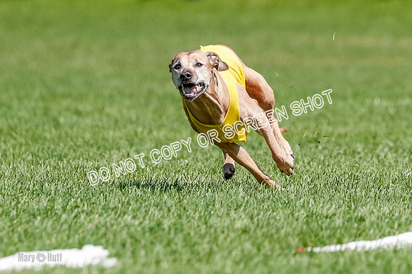Rhodesian Ridgeback Final Daisy-1737