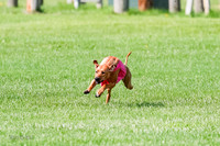 Rhodesian Ridgeback Prelim, Kya Eve Iris-0845