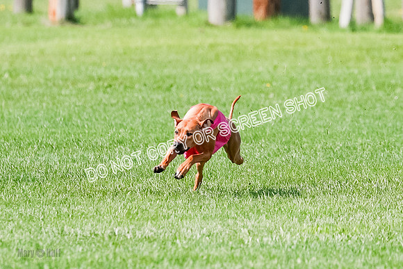 Rhodesian Ridgeback Prelim, Kya Eve Iris-0845