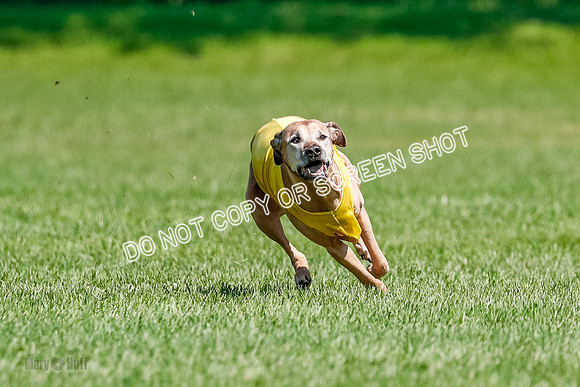 Rhodesian Ridgeback Final Daisy-1732