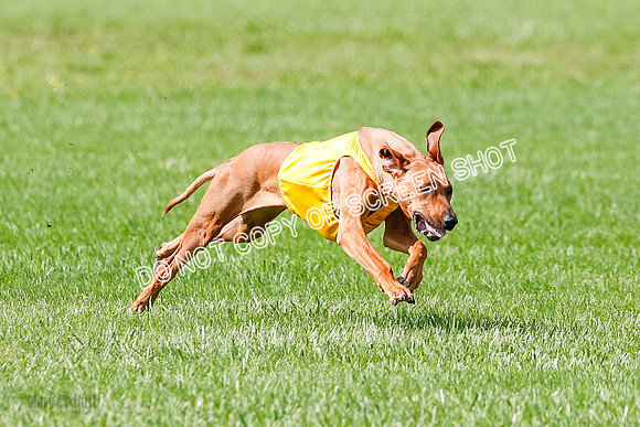 Rhodesian Ridgeback Prelim, Libby-0884