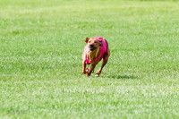 Rhodesian Ridgeback Prelim, Kya Eve Iris-0847