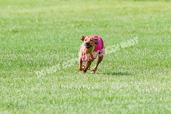 Rhodesian Ridgeback Prelim, Kya Eve Iris-0847