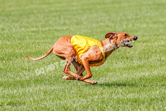 Rhodesian Ridgeback Prelim, Libby-0894