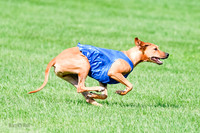 Rhodesian Ridgeback Prelim, Kya Eve Iris-0868