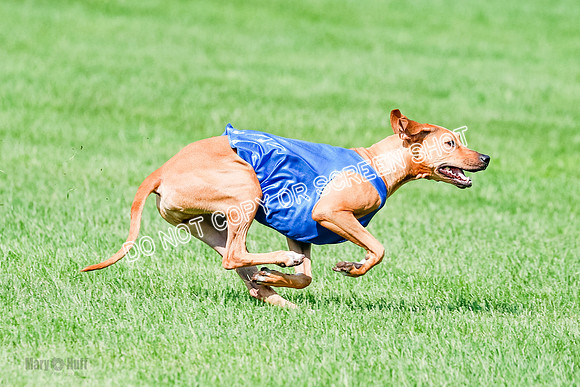 Rhodesian Ridgeback Prelim, Kya Eve Iris-0868