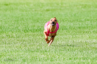 Rhodesian Ridgeback Prelim, Kya Eve Iris-0854