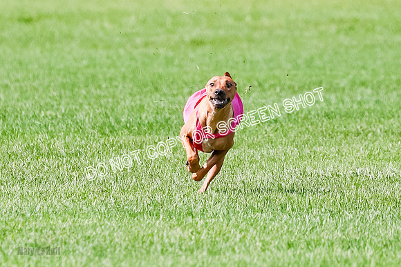 Rhodesian Ridgeback Prelim, Kya Eve Iris-0854