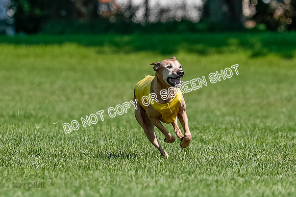 Rhodesian Ridgeback Final Daisy-1727