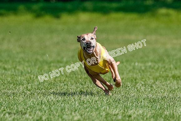 Rhodesian Ridgeback Final Daisy-1733