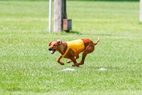 Rhodesian Ridgeback Prelim, Libby-0881
