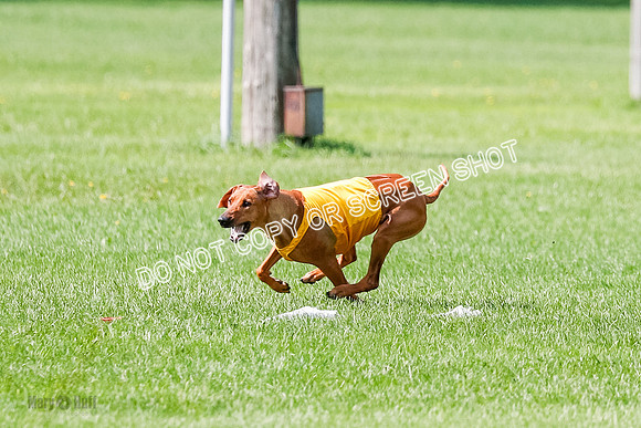 Rhodesian Ridgeback Prelim, Libby-0881