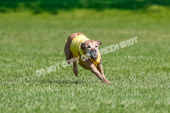 Rhodesian Ridgeback Final Daisy-1731