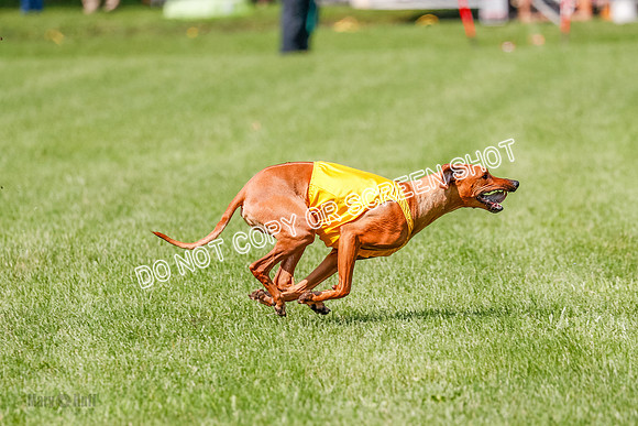 Rhodesian Ridgeback Prelim, Libby-0909