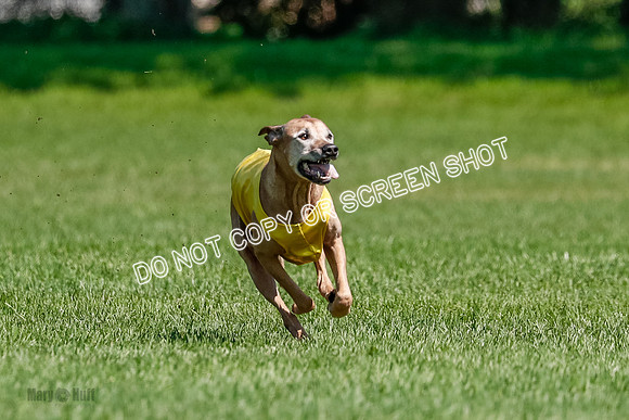 Rhodesian Ridgeback Final Daisy-1730