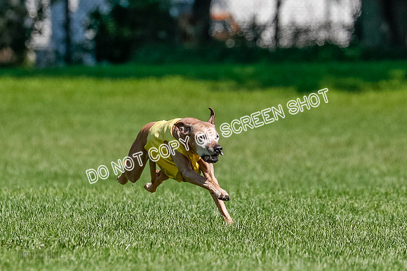 Rhodesian Ridgeback Final Daisy-1724