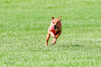 Rhodesian Ridgeback Prelim, Kya Eve Iris-0855